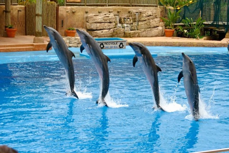 Dubai Dolphin Show tour by Instasky Tourism