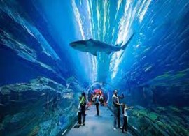 The Lost Chambers Aquarium Dubai tour by Instasky Tourism